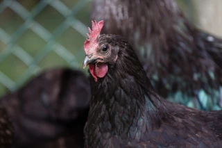 La Cour des comptes appelle à clarifier la stratégie