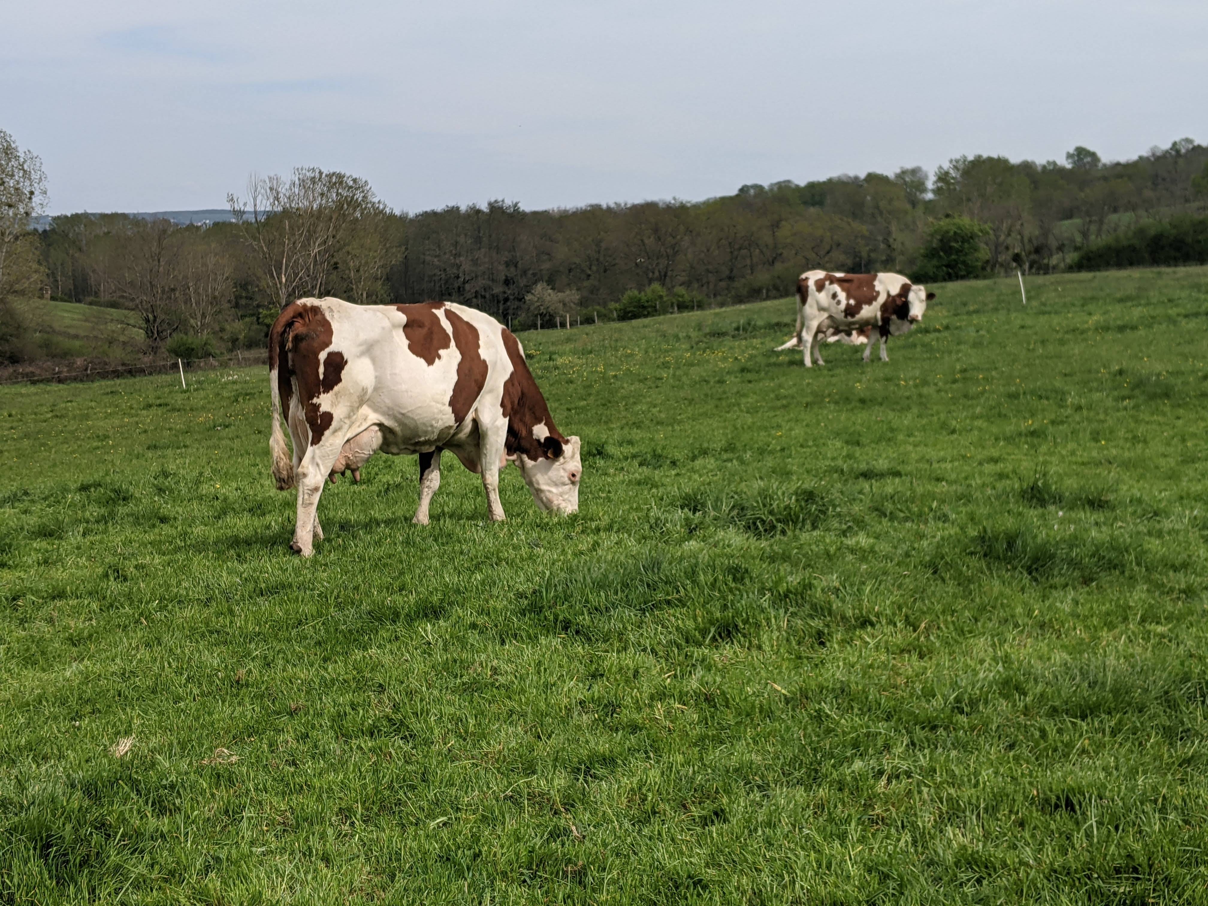 Les producteurs de lait veulent des prix rémunérateurs