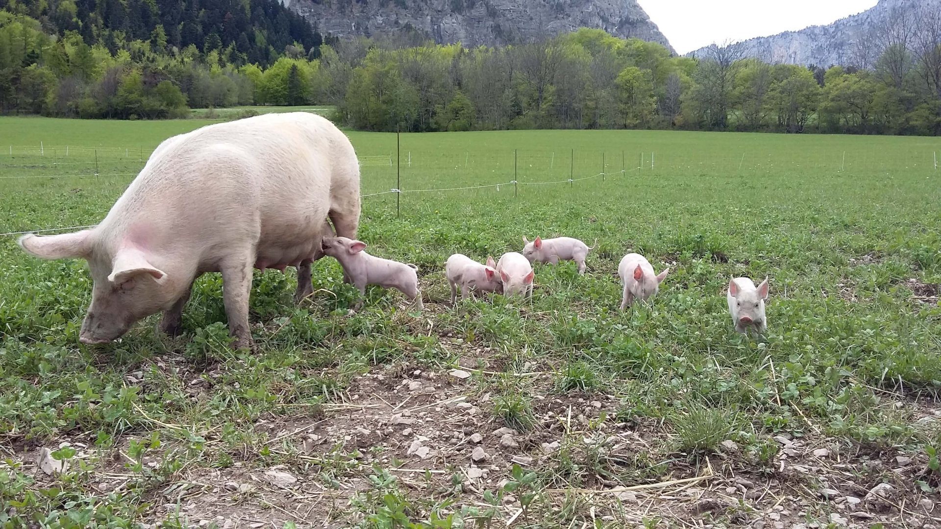 Porc : les cours franchissent le cap symbolique des 2 €/kg