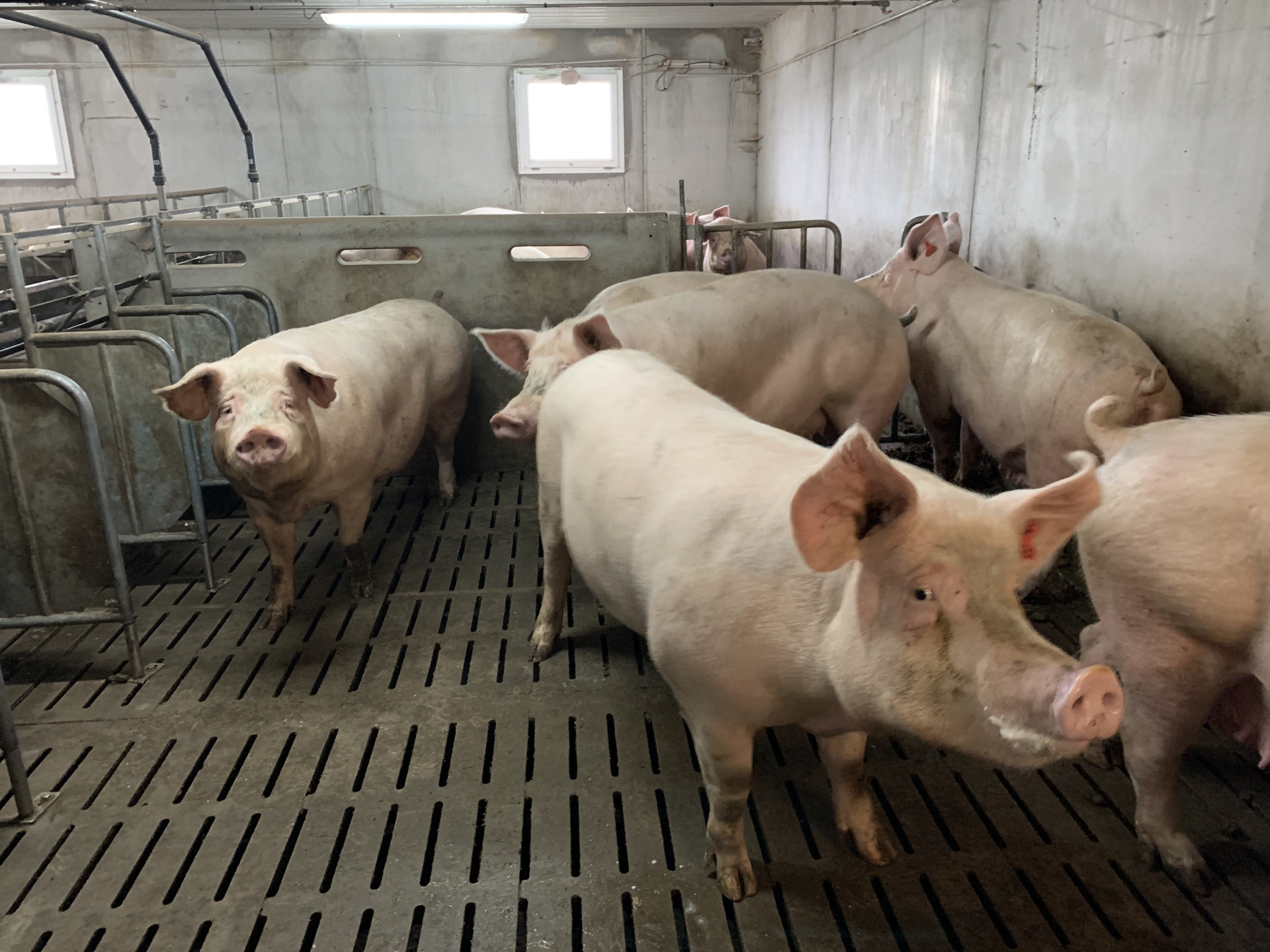 Bien-être des porcs : les recommandations de l’Efsa