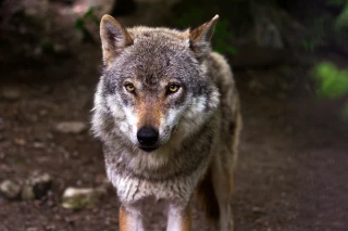 Loup : vers un assouplissement supplémentaire des règles