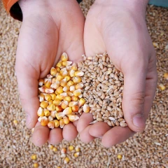 Semences : un excédent commercial record de 1,1 milliard d’euros