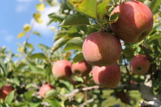 Nouveau recul de la production européenne de pommes