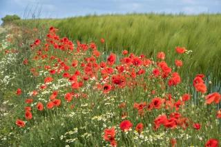 LOA, planification écologique : le calendrier précisé