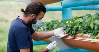 Travailleurs étrangers : la MSA rappelle les obligations des employeurs