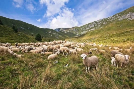 Loup : le nouveau cadre publié au JO