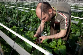 Bio : les surfaces mondiales ont stagné en 2024 