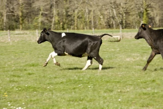 Prairies : la pousse démarre fort