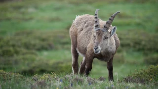 Brucellose : les pistes de l’Anses pour la biosécurité en alpage