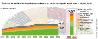 Légumineuses : un développement plus lent qu’attendu