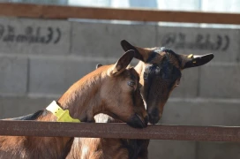 « Trouvailles de chevrier » : éleveurs caprins, à vos innovations !