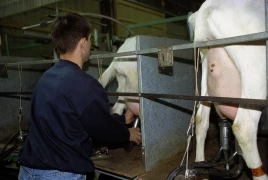 Nette baisse de la production de lait par chèvre en 2025
