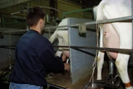 Nette baisse de la production de lait par chèvre en 2025