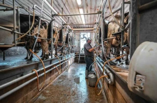 Les collectes de lait décrochent en France et en Europe