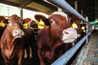 En UE, net repli des cours du jeune bovin