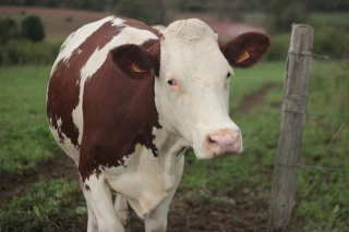 « Une attention particulière doit être accordée aux femelles gestantes »