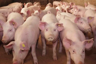 La canicule a fait chuter la production de porc en juillet