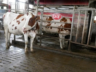 Lait : la production sous pression
