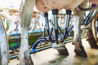 Lait : Le prix payé aux éleveurs poursuit son repli