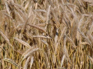 Récoltes de céréales bio en baisse