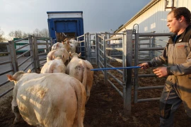 MHE : un nouveau délai pour les animaux exportés