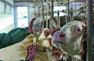 DNC : la vaccination  reconduite pour 2026